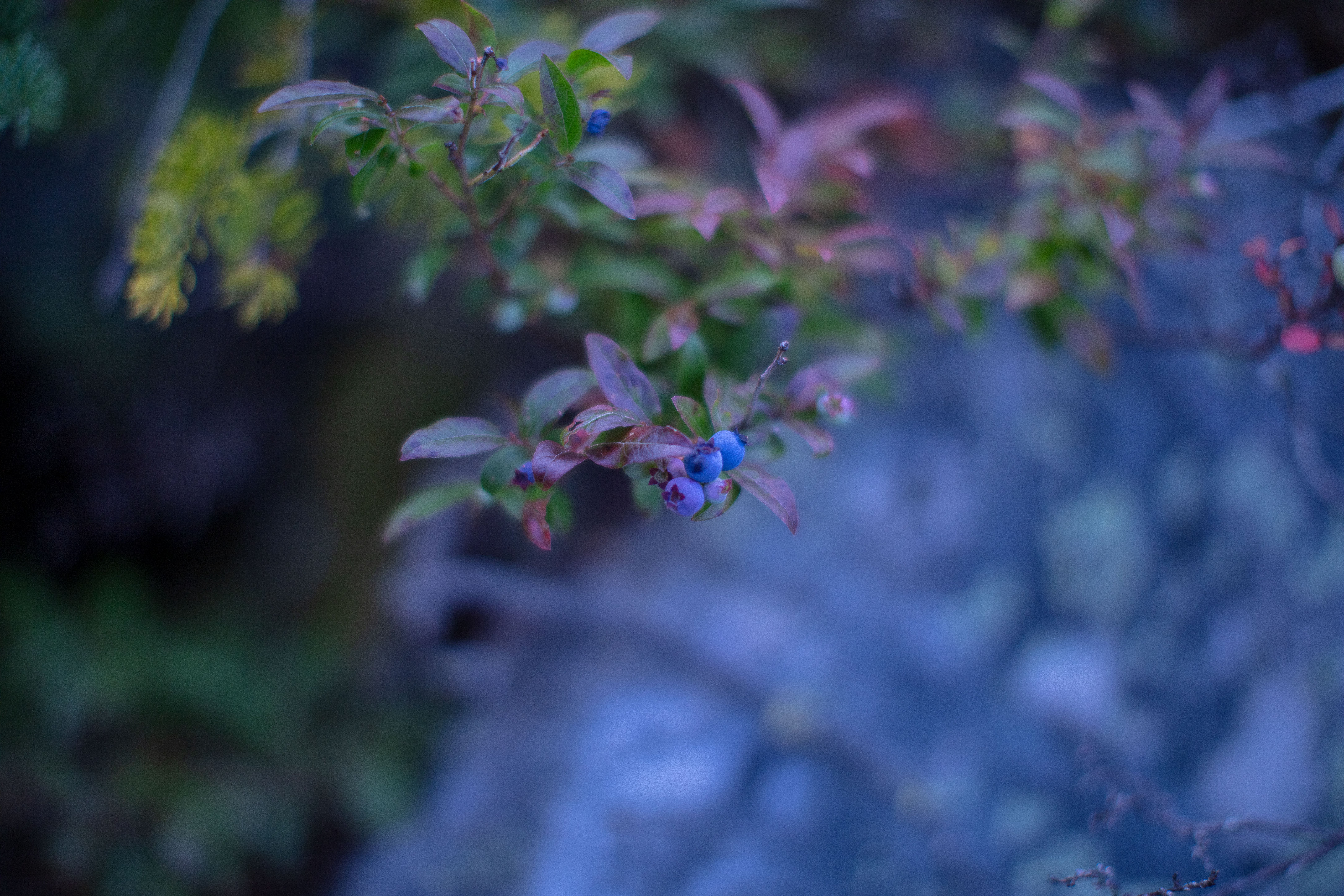 Alpine Bilberry