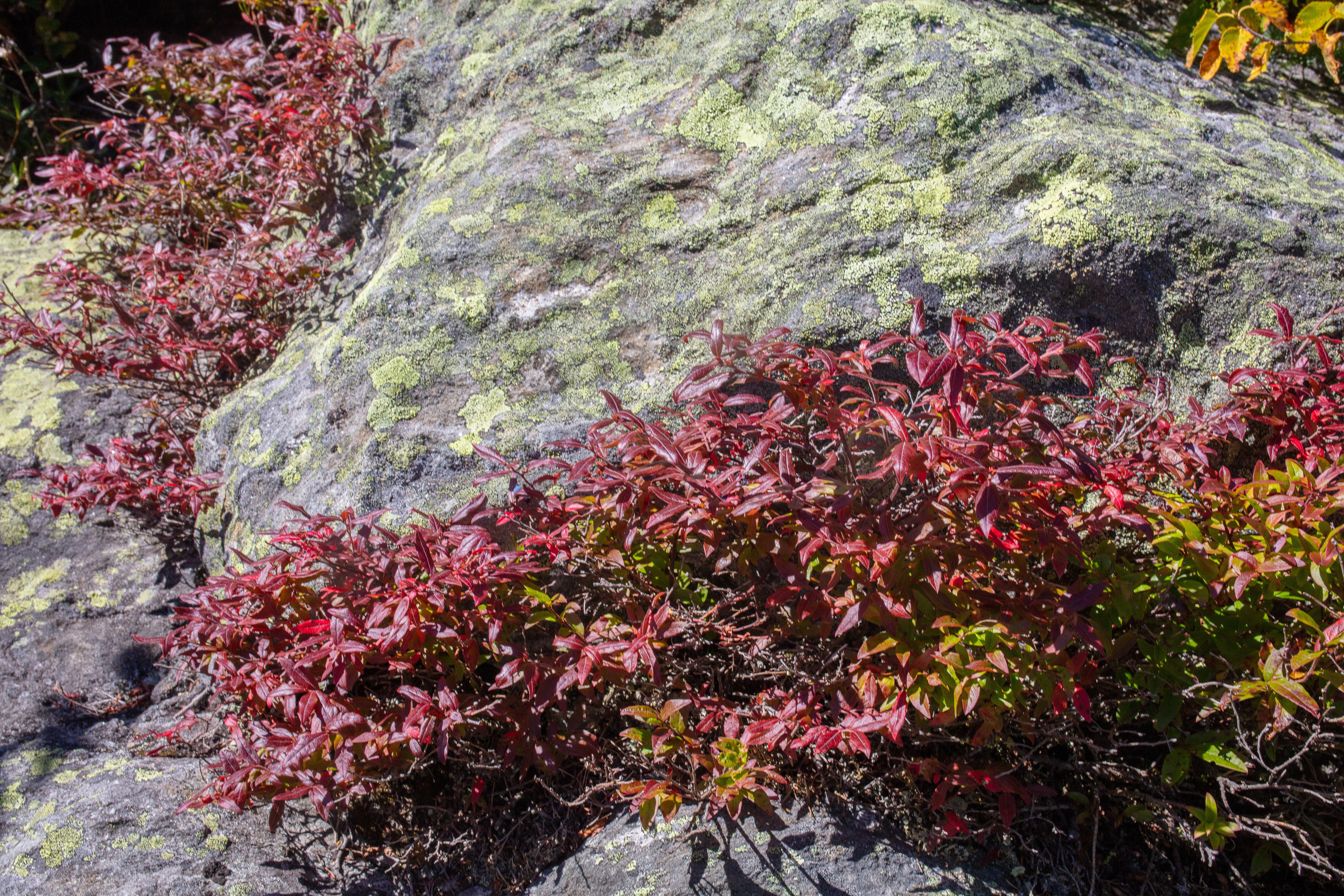 Alpine Bilberry photo 2