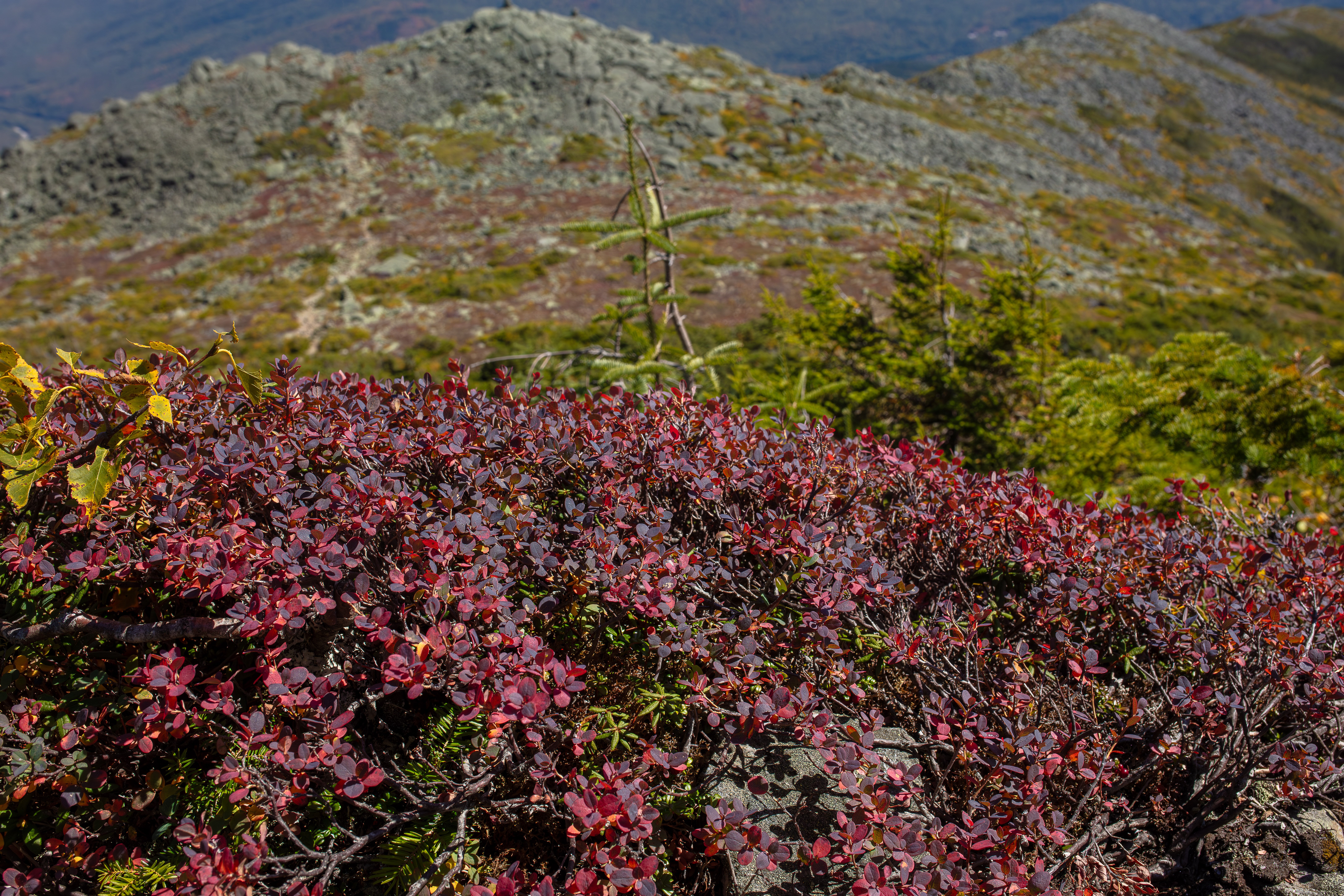 Close-up of alpine bilberry with ripening berries