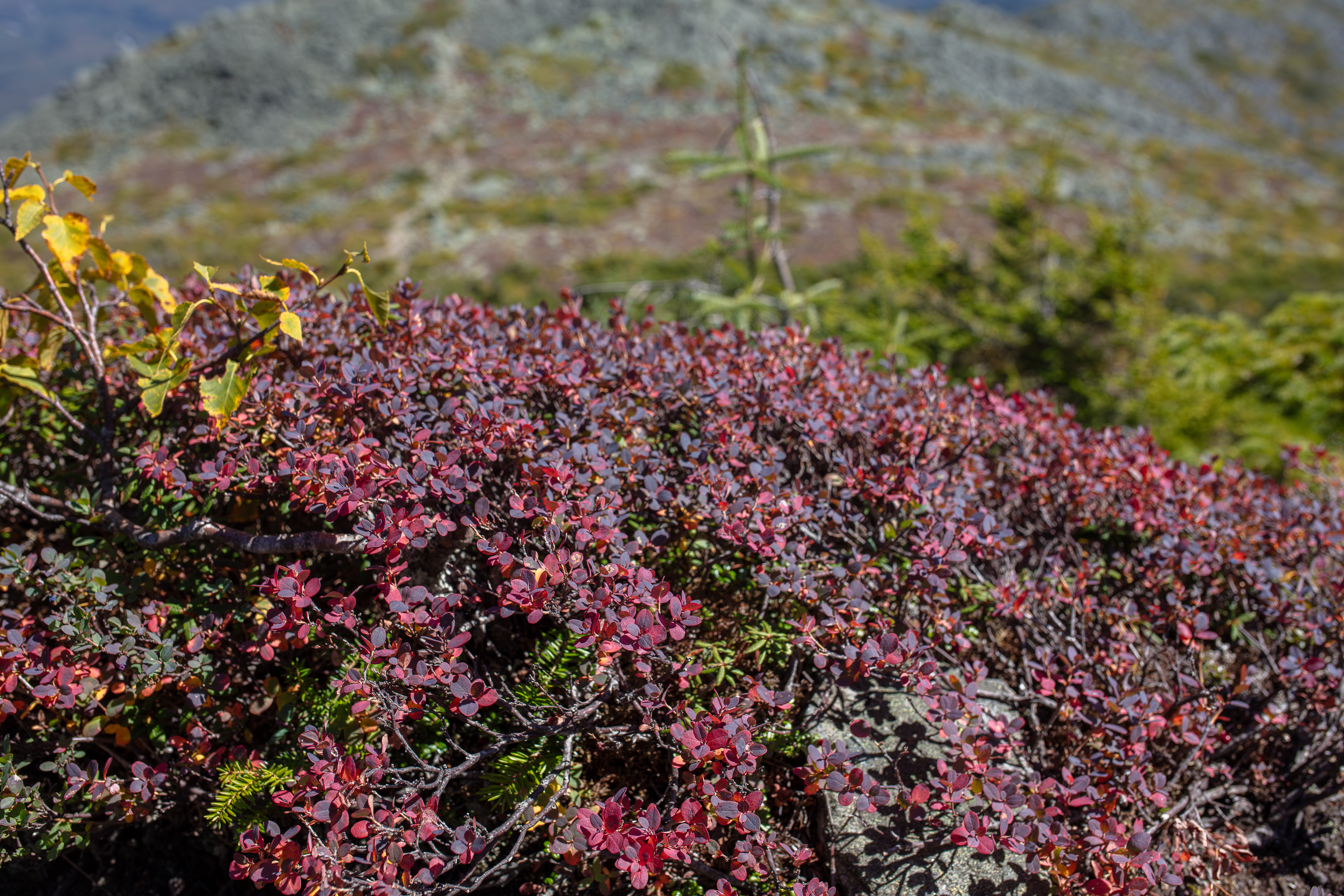 Alpine Bilberry photo 4