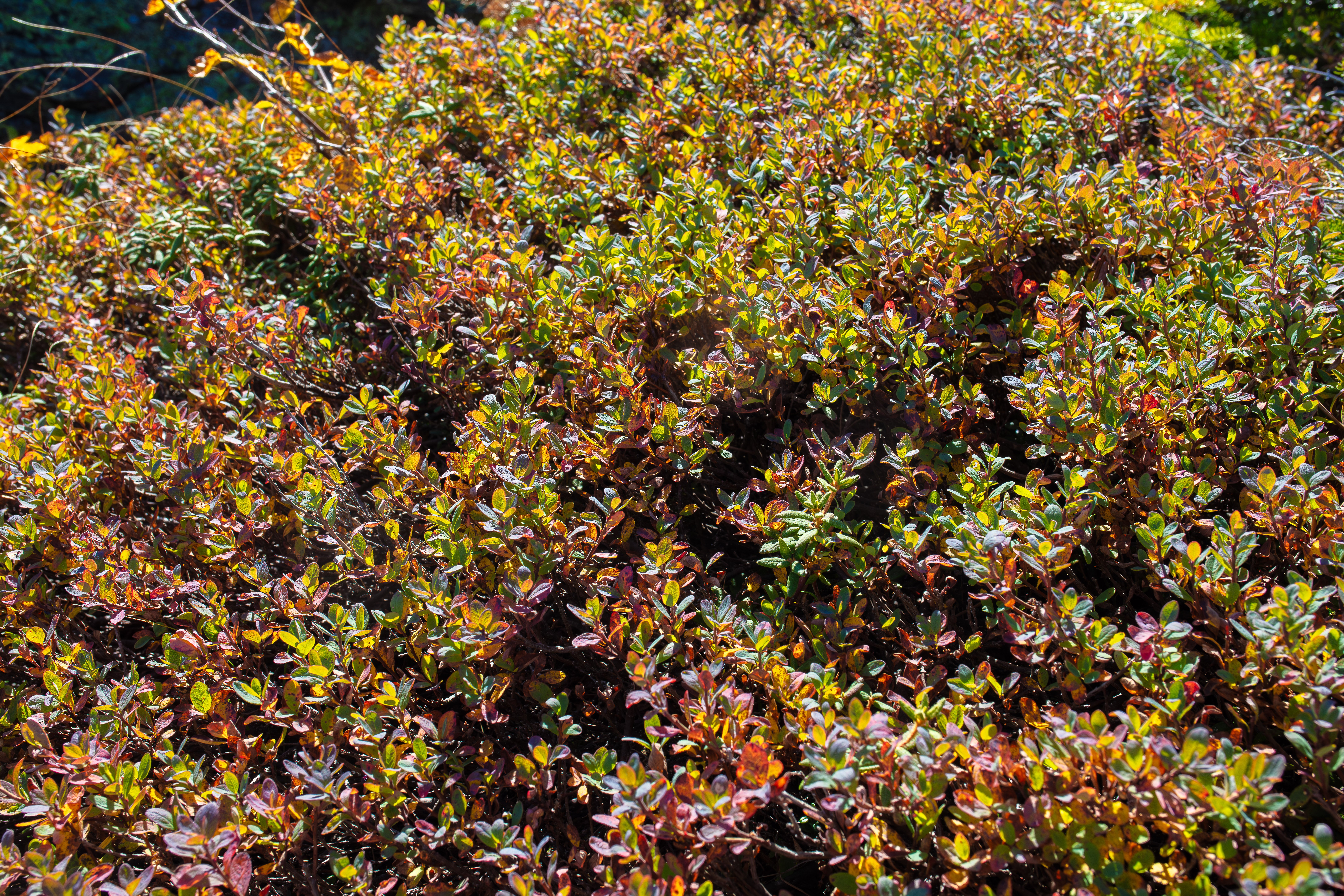 Alpine Bilberry photo 5