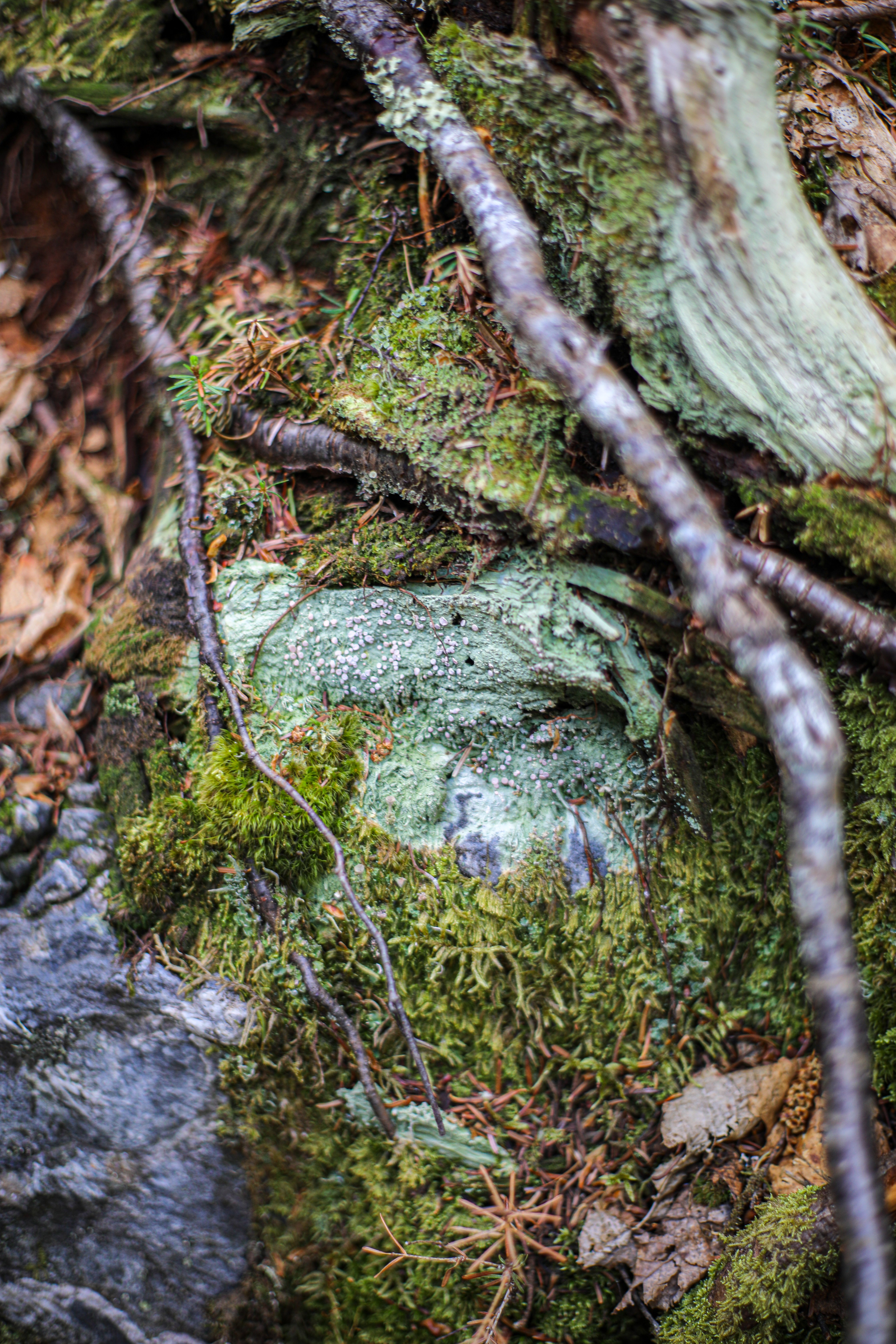 Fairy Puke Lichen