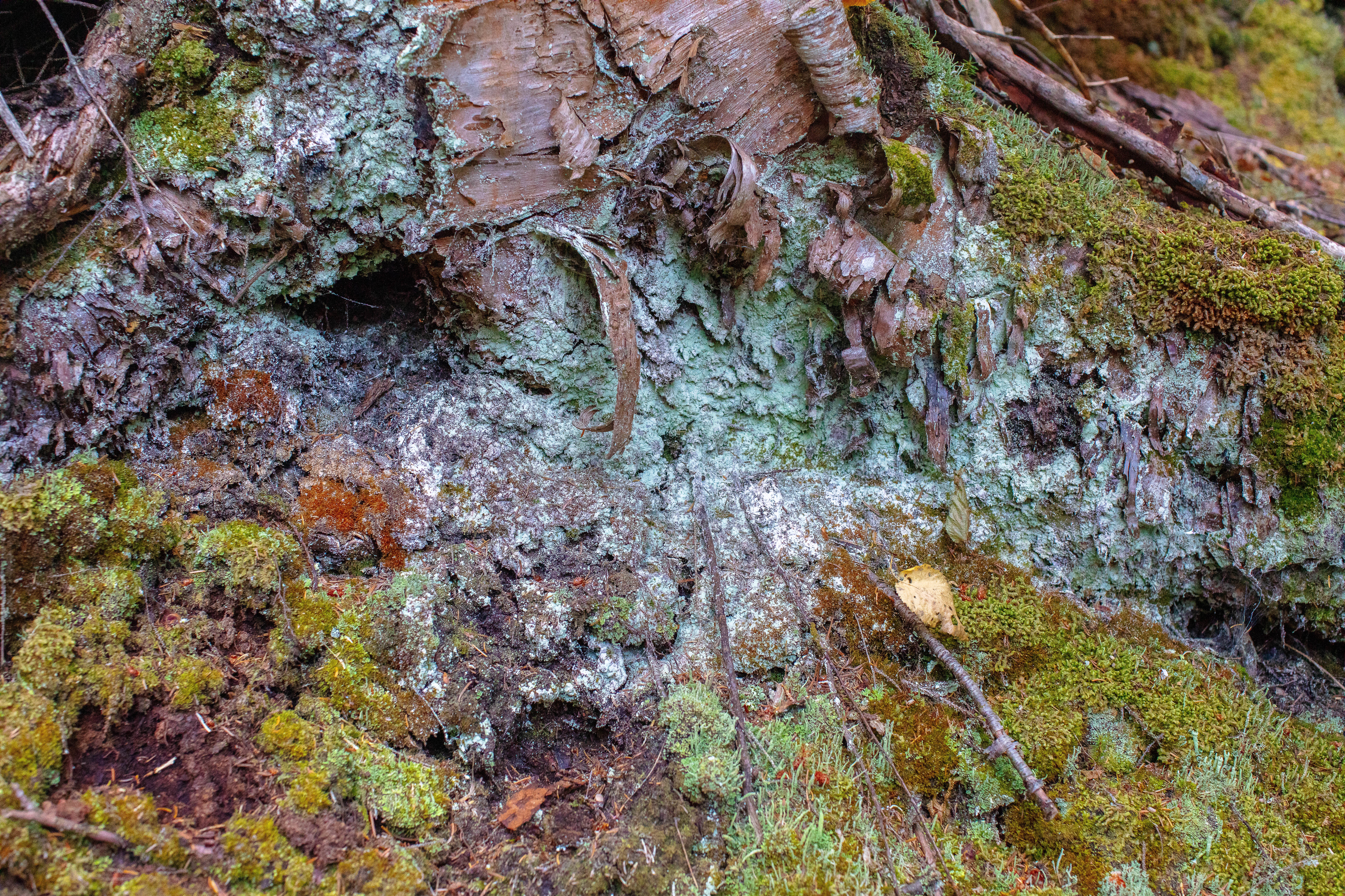 Fairy Puke Lichen photo 2