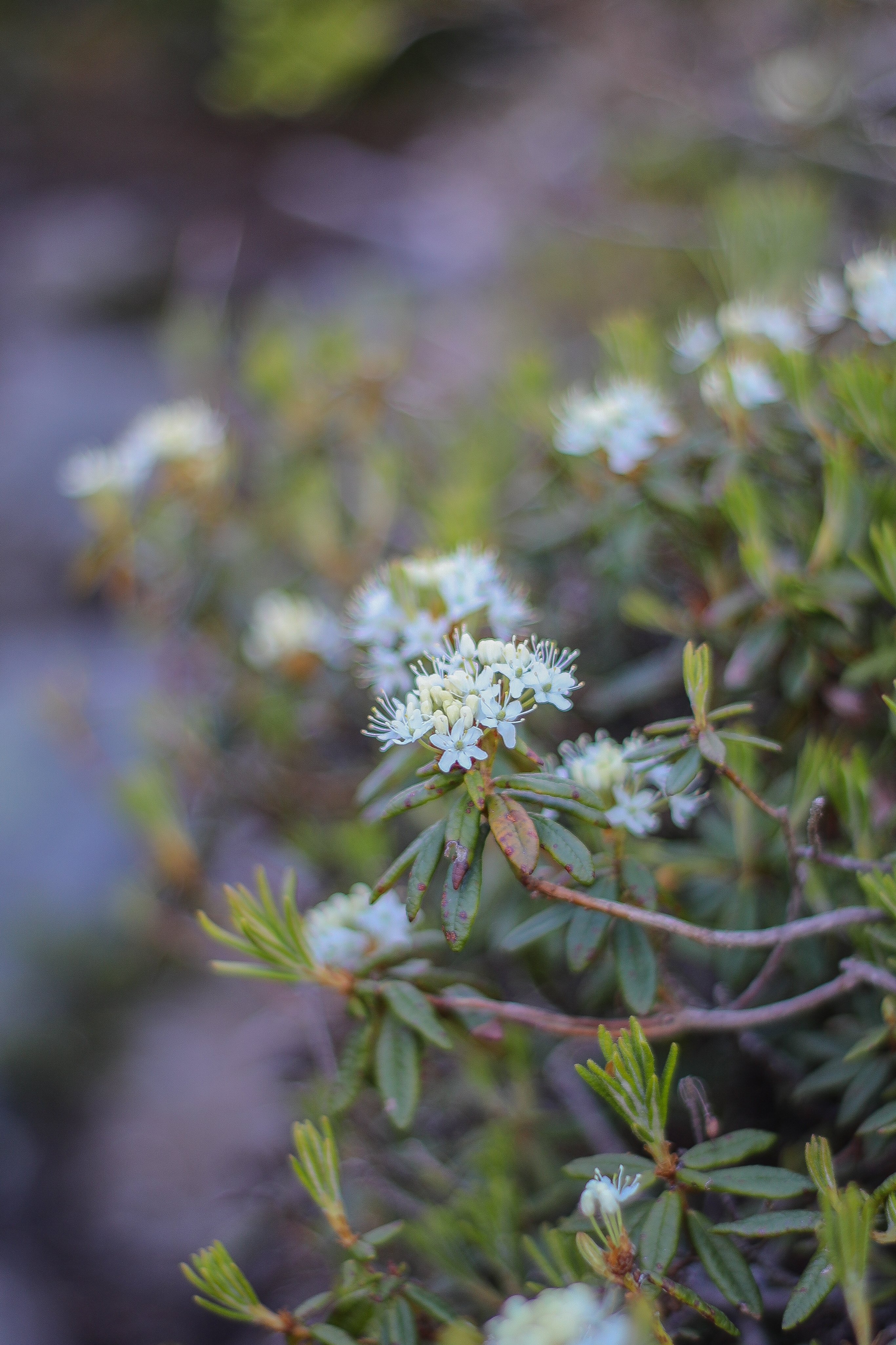 Labrador Tea