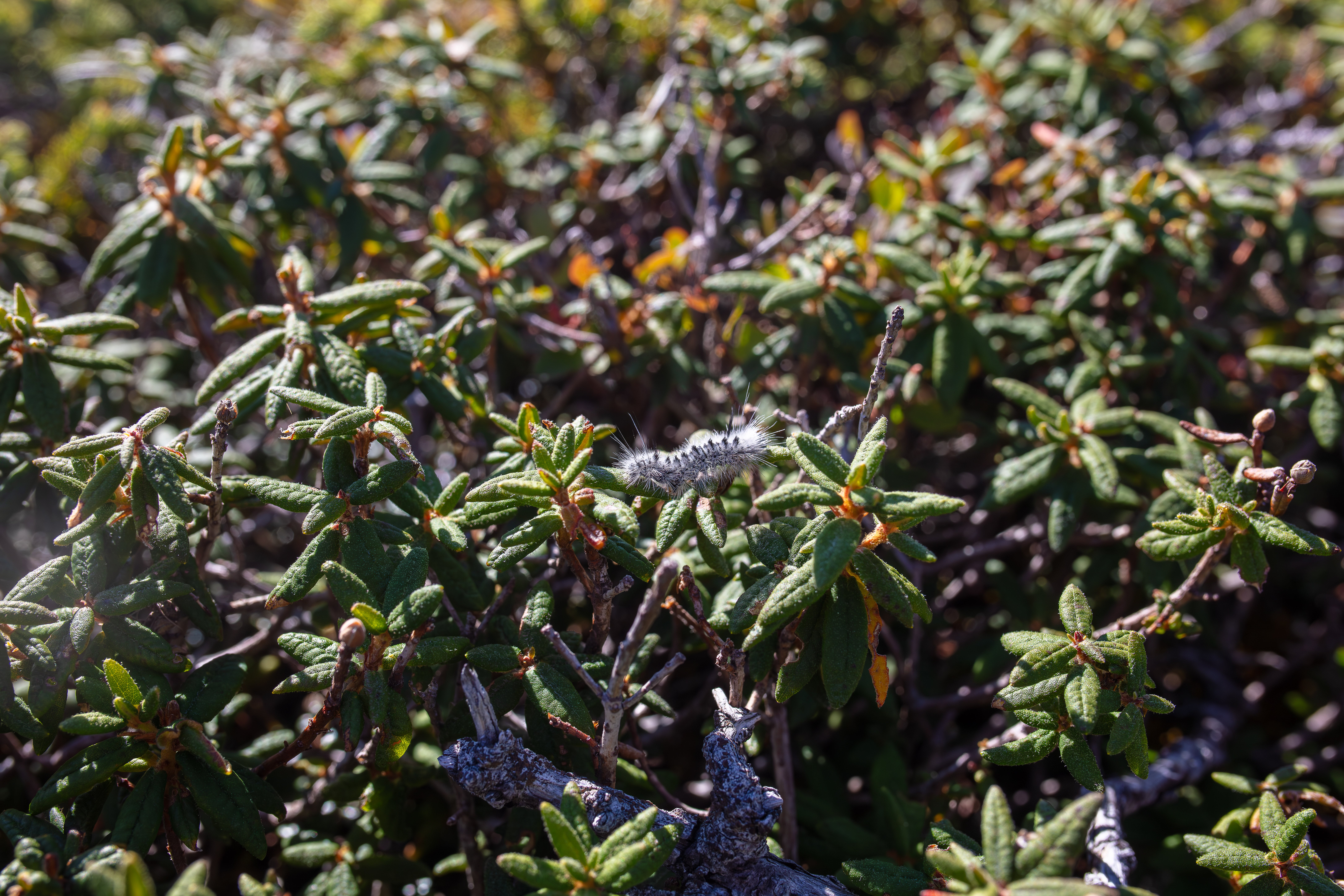 Labrador Tea photo 2