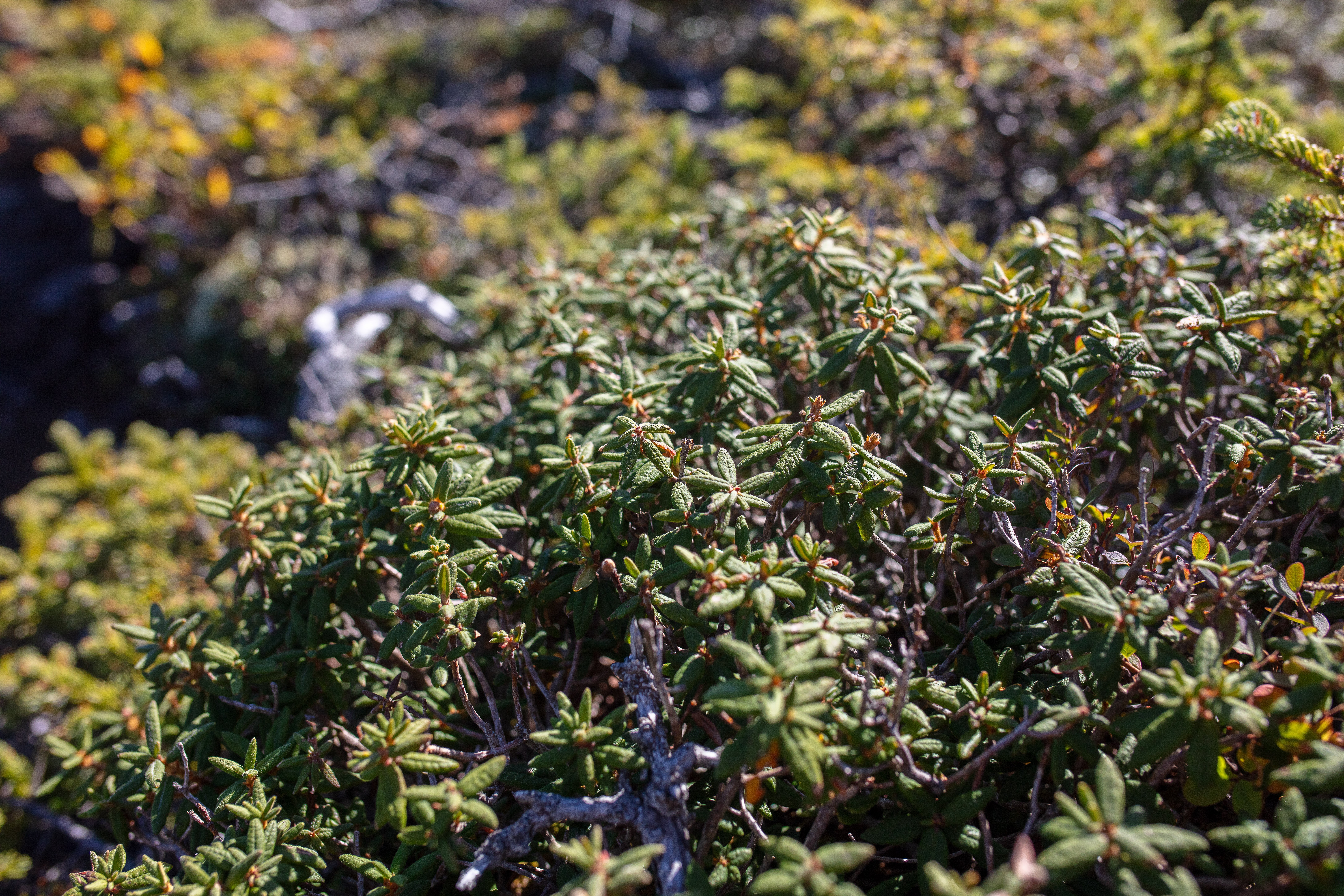 Labrador Tea photo 3