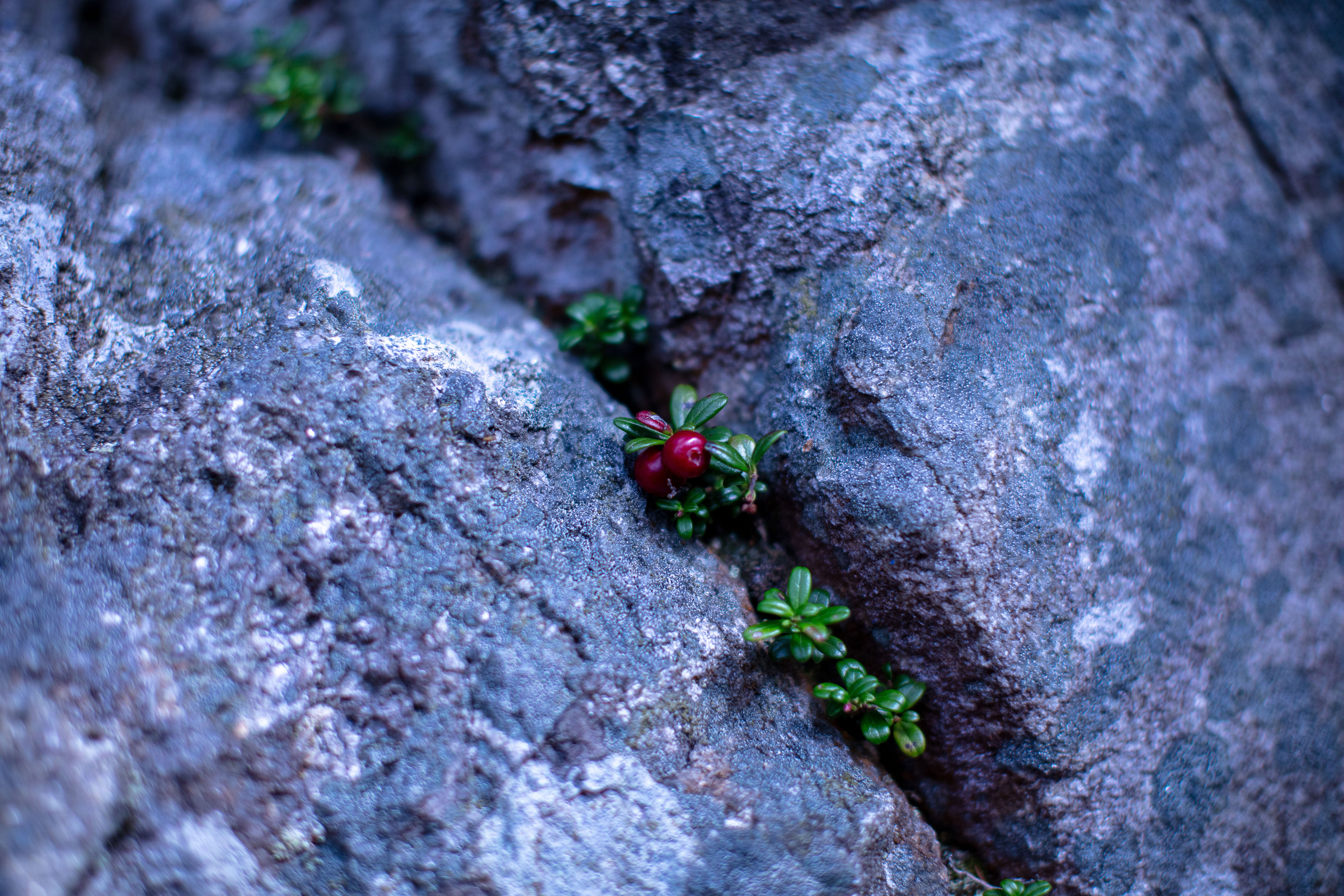 Mountain Cranberry