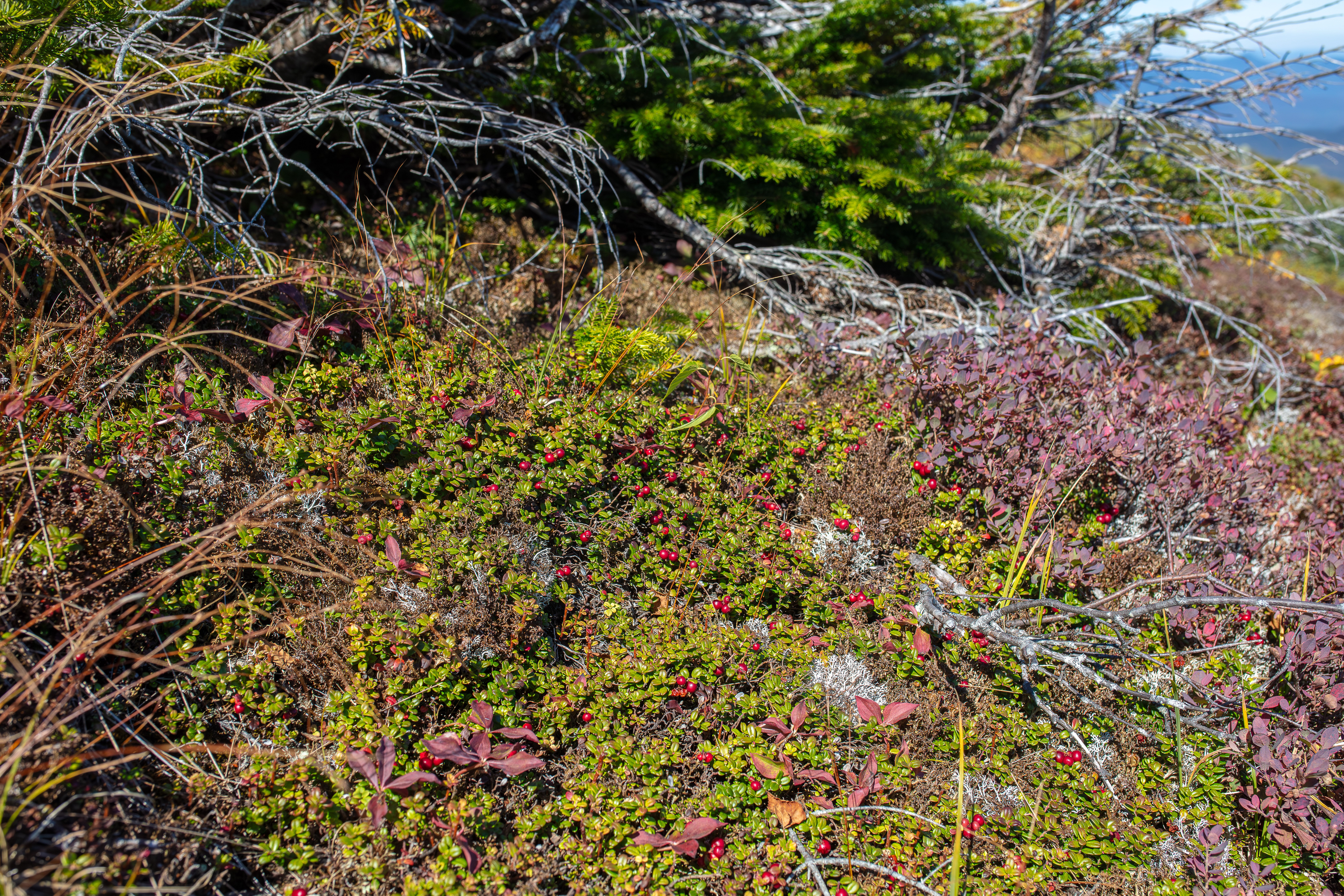 Mountain Cranberry photo 2