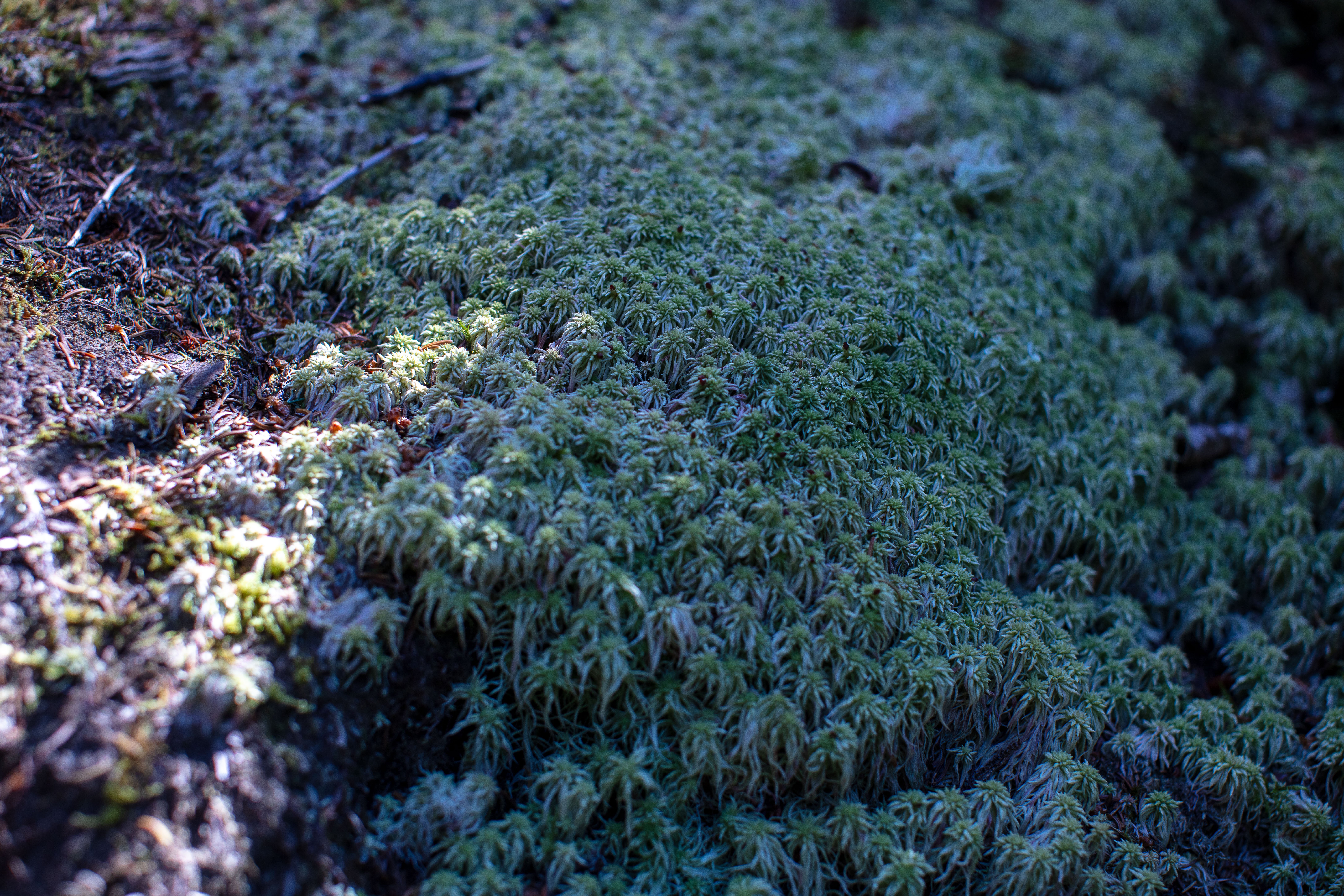 Sphagnum Moss