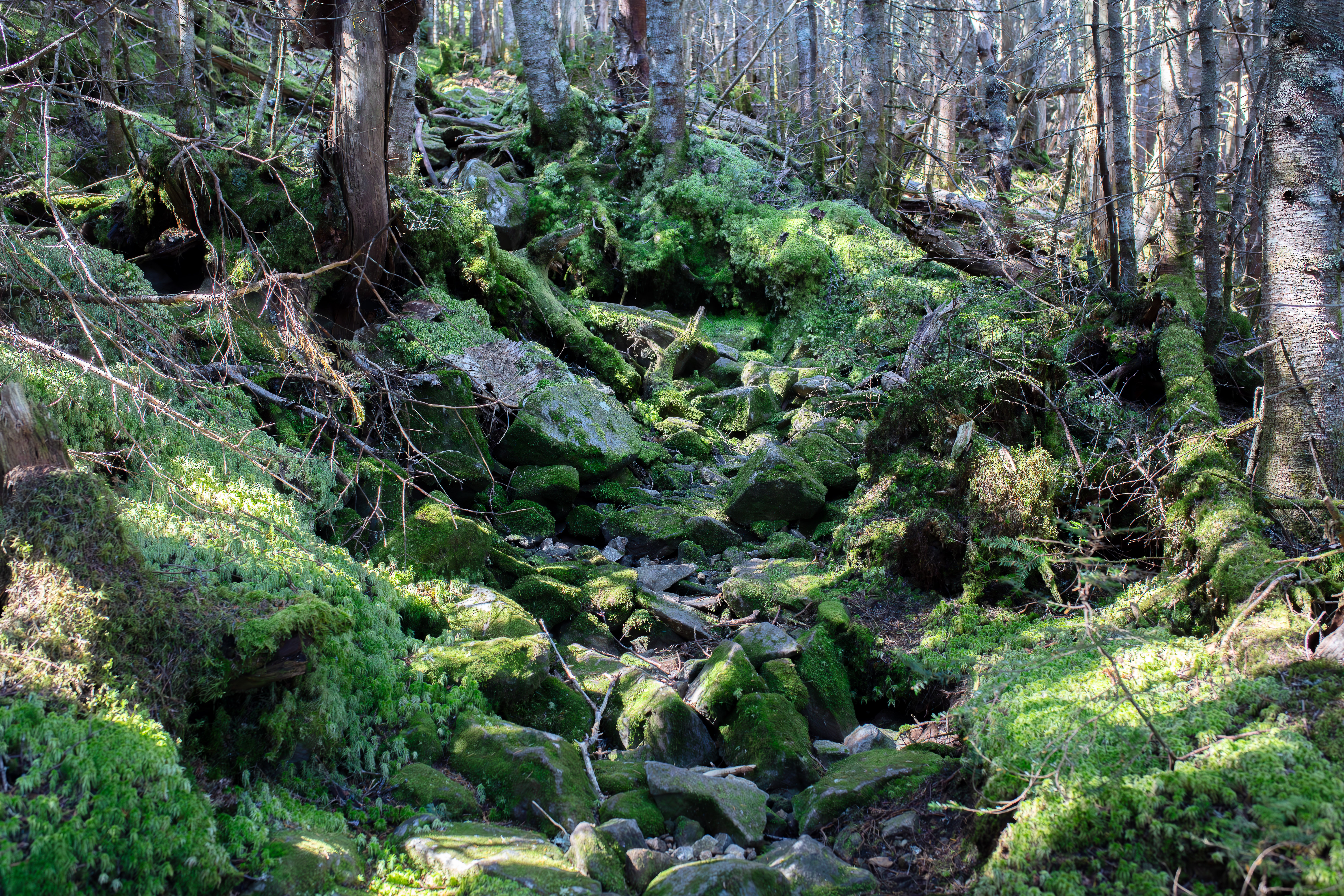 Sphagnum Moss photo 2