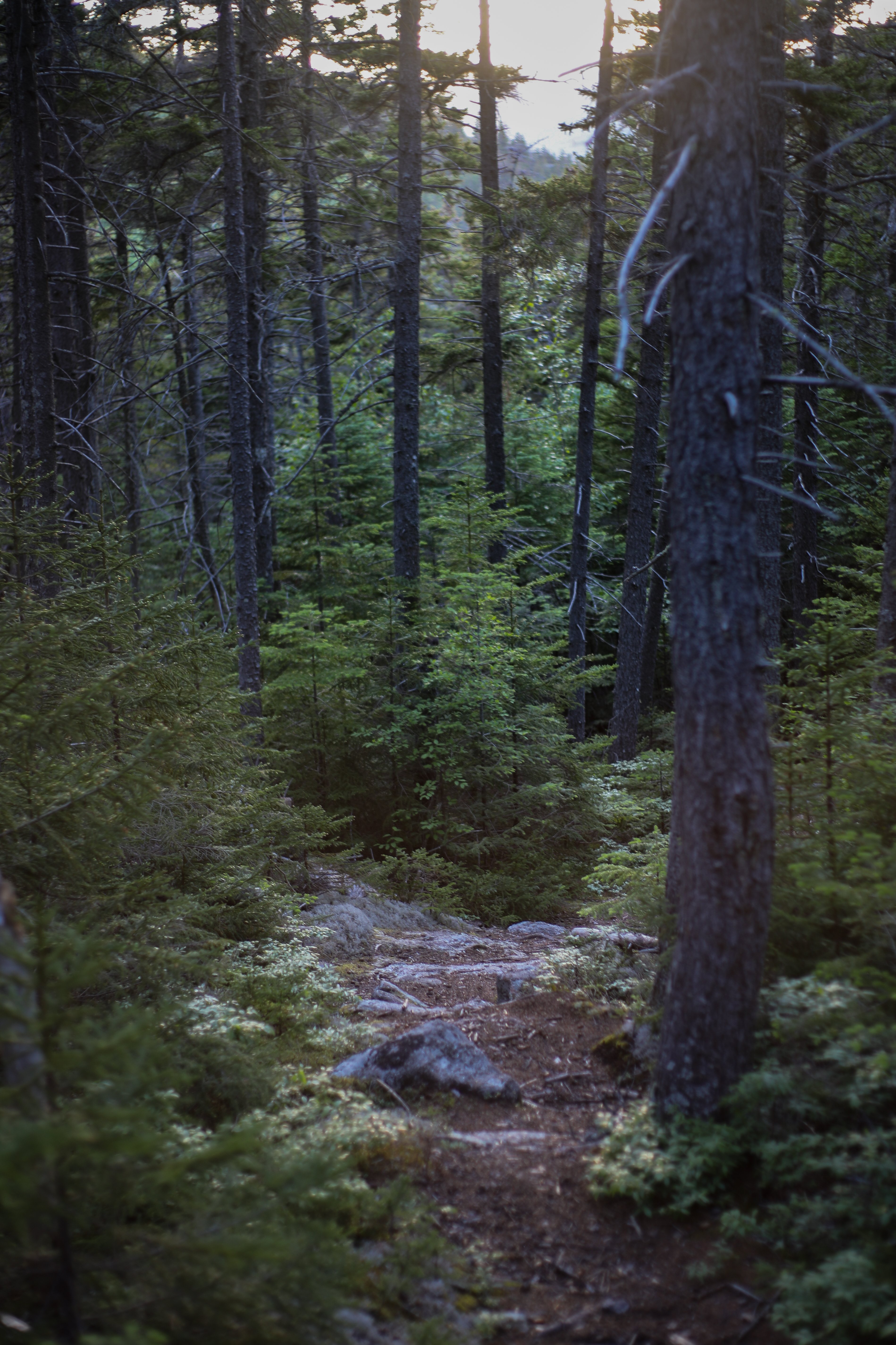 Spruce (Subalpine Spruce)
