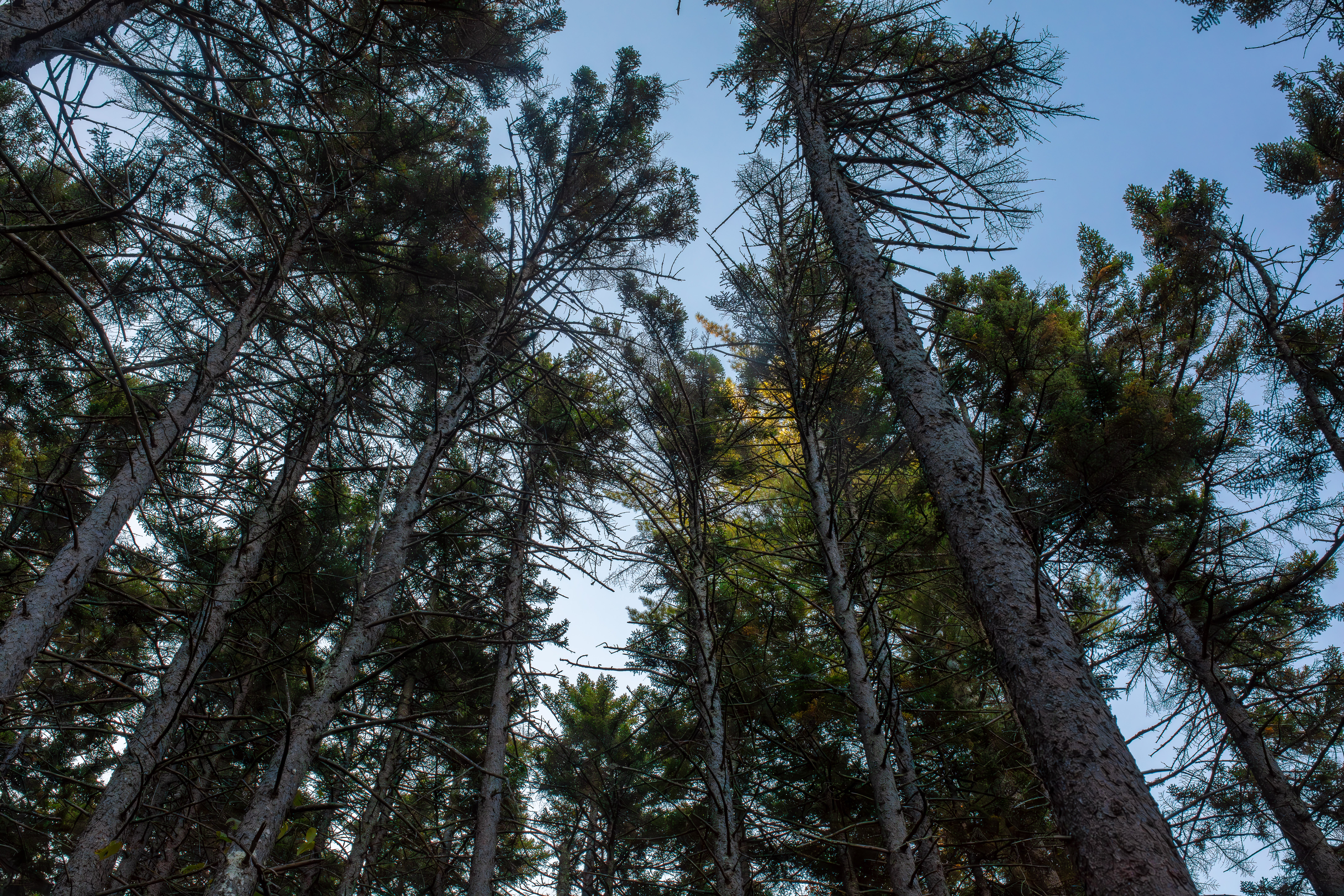 Spruce (Subalpine Spruce) photo 2