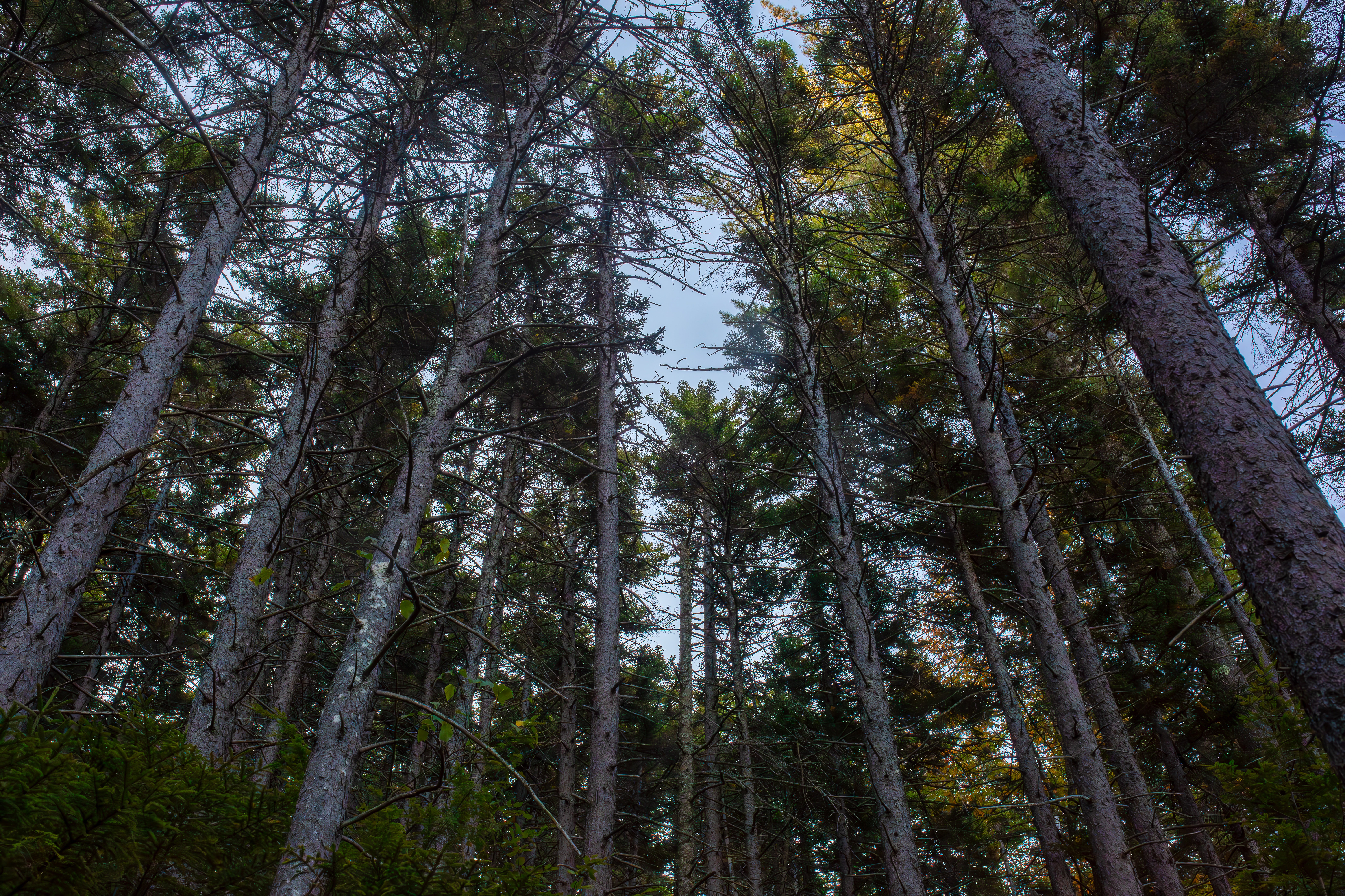 Spruce (Subalpine Spruce) photo 3