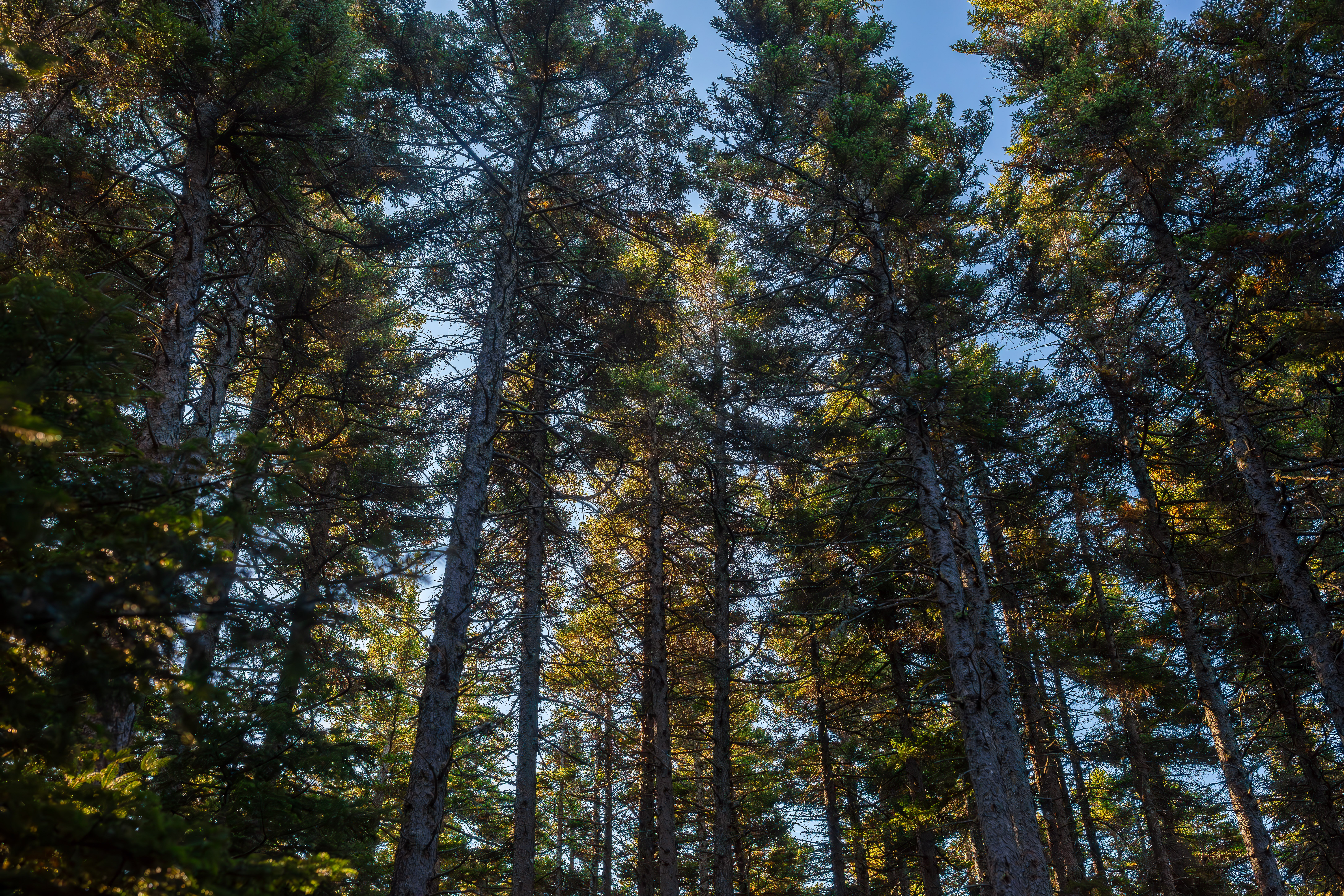Spruce (Subalpine Spruce) photo 4